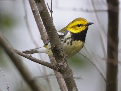 Black-throated Green Warbler