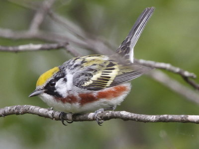 Chestnut-sided Warbler