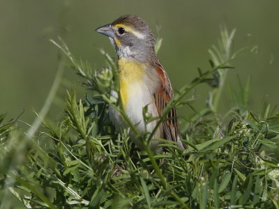 Dickcissel