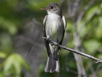 Eastern Wood-Peewee