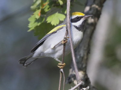 Golden-winged Warbler