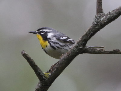 Yellow-throated Warbler