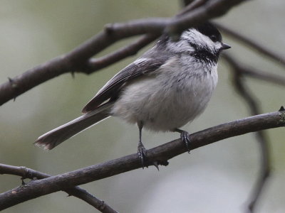 Black-capped Chickadee