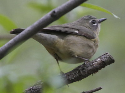 Black-throated Blue Warbler