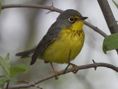 Canada Warbler