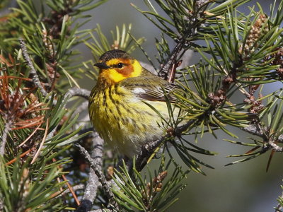 Cape May Warbler