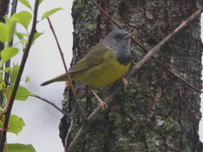 Mourning Warbler
