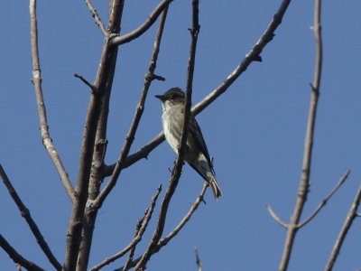 Olive-sided Flycatcher