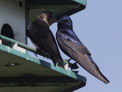 Purple Martin