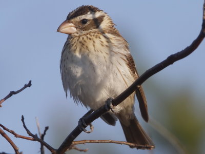 Rose-breasted Grosbeak