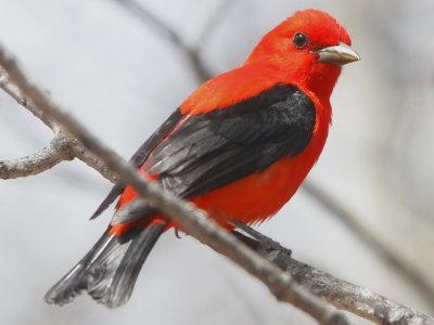 Scarlet Tanager