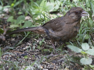 Abert's Towhee