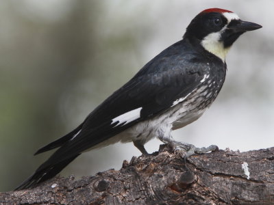 Acorn Woodpecker