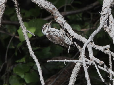 Arizona Woodpecker