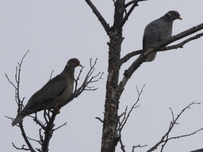 Band-tailed Pigeon