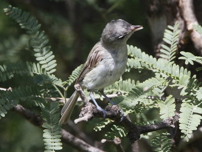 Bell's Vireo