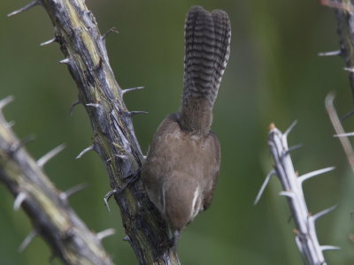 Bewick's Wren