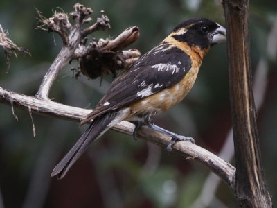 Black-headed Grosbeak