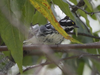 Black-throated Gray Warbler