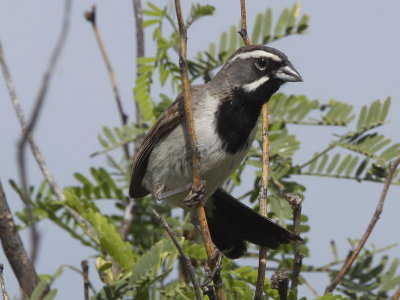 Black-throated Sparrow