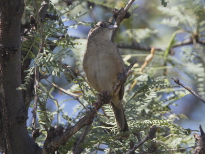 Botteri's Sparrow