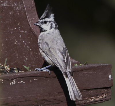 Bridled Titmouse