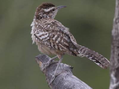 Cactus Wren