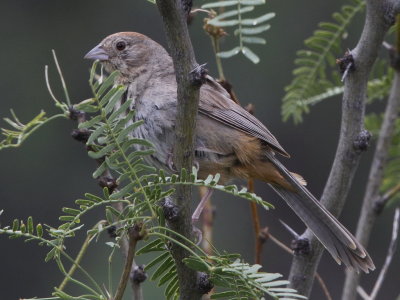 Canyon Towhee