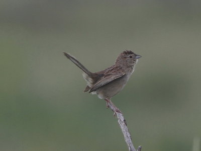Cassin's Sparrow