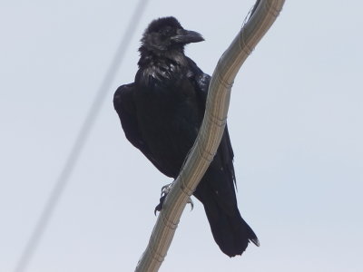 Common Raven