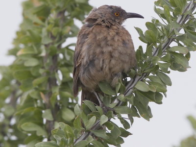 Curve-billed Thrasher