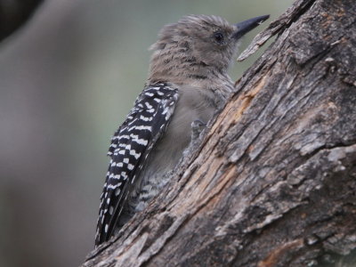 Gila Woodpecker