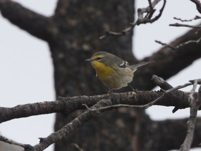 Grace's Warbler