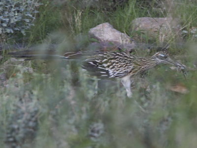 Greater Roadrunner