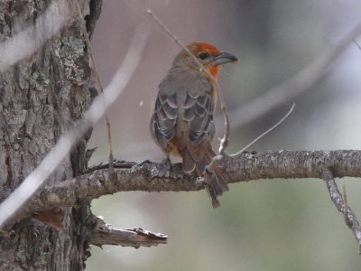 Hepatic Tanager