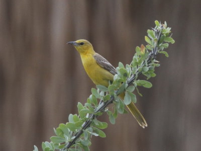 Hooded Oriole