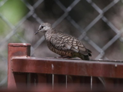Inca Dove