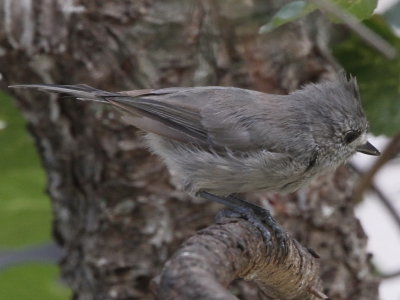 Juniper Titmouse