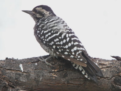 Ladder-backed Woodpecker