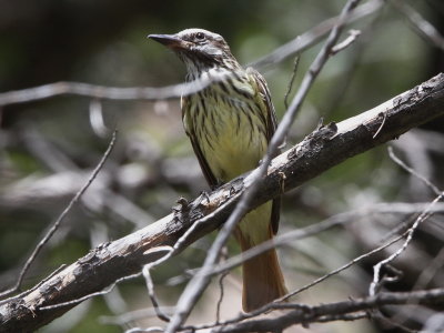 Sulphur-bellied Flycatcher