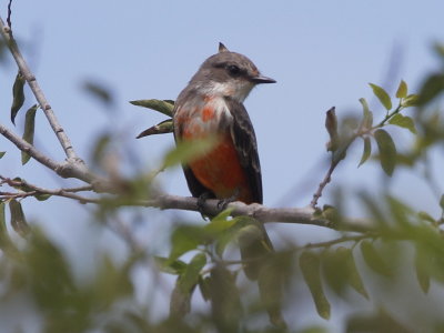 Vermilion Flycatcher
