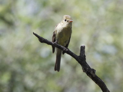 Western Flycatcher