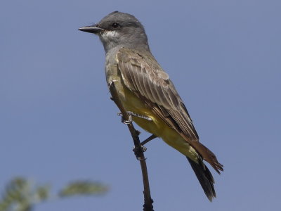 Cassin's  Kingbird