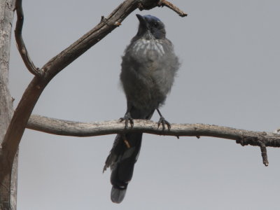 Western Scrub Jay