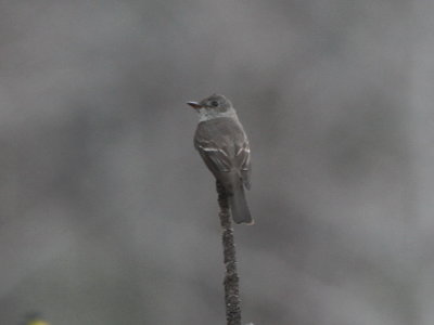 Western Wood-Peewee