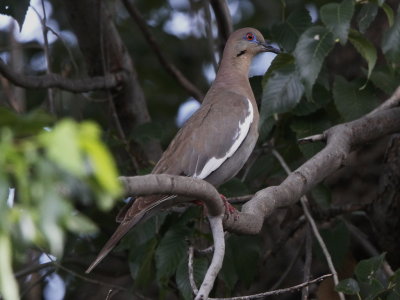 White-winged Dove