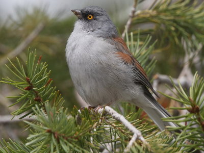 Yellow-eyed Junco
