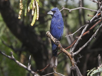 Blue Grosbeak