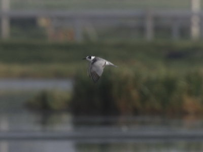 Black Tern