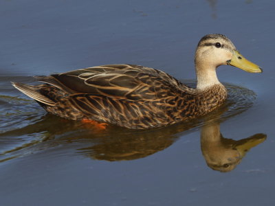 Mottled Duck